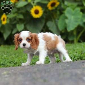 Granger, Cavalier King Charles Mix Puppy